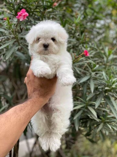 Maltese For Sale In Pune