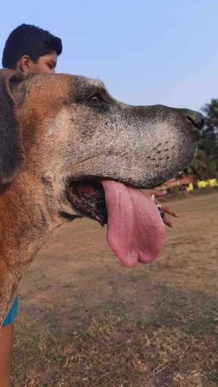 Great Dane Dogs For Mating In Bhubaneswar
