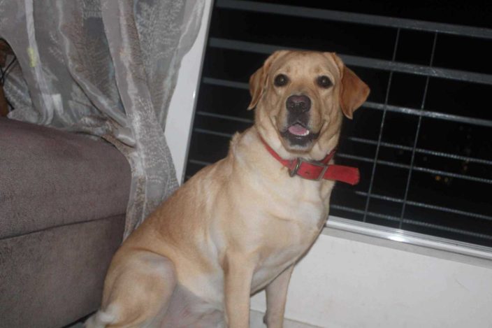 Labrador Retriever Dogs For Mating In Mumbai