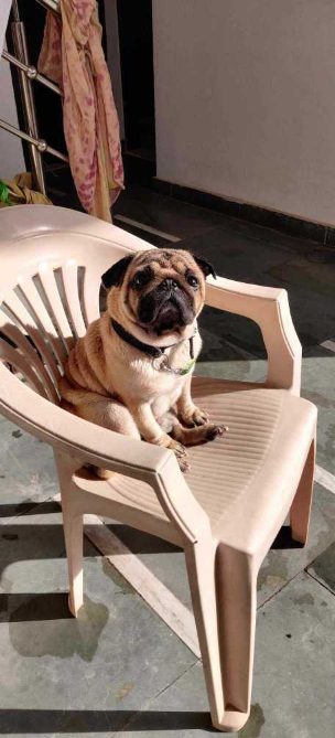 Pug Dogs For Mating In Chennai