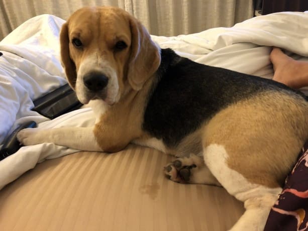 Beagle Dogs For Mating In Kochi