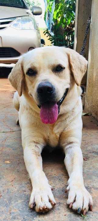 Labrador Retriever Dogs for Stud Charges in Bangalore Mr n Mrs Pet