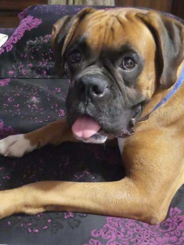 Boxer Dogs For Mating In Kolkata