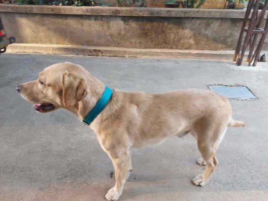 Labrador Retriever Dogs For Mating In Bhubaneswar
