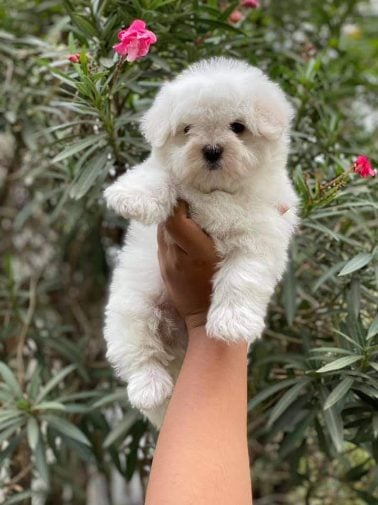 Maltese For Sale In Kolkata