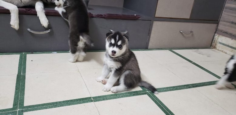 Mr n Mrs Pet