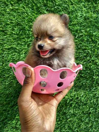 Toy Pomeranian For Sale In Chennai
