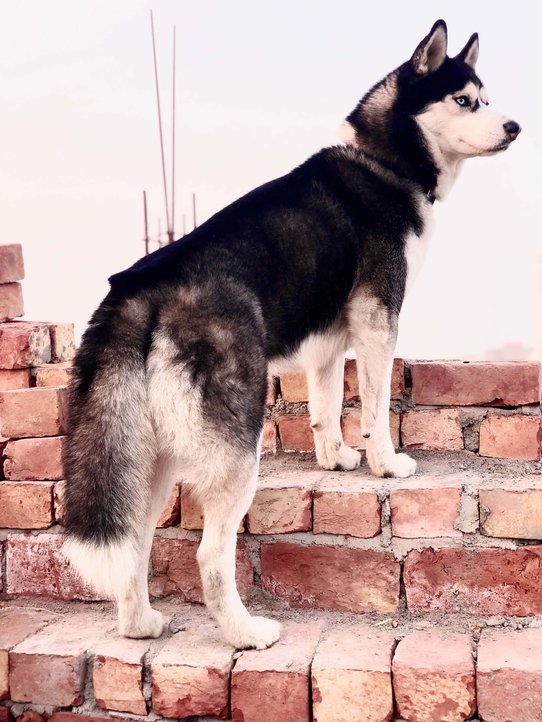 Siberian Husky Dogs For Mating In Hoshiarpur