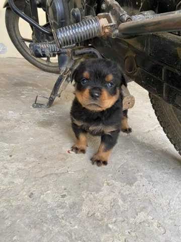 Rottweiler For Sale In Jaipur