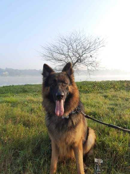 German Shepherd Dogs For Mating In Madurai