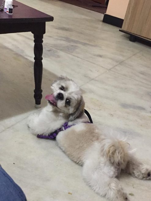 Shih Tzu Dogs For Mating In Chennai