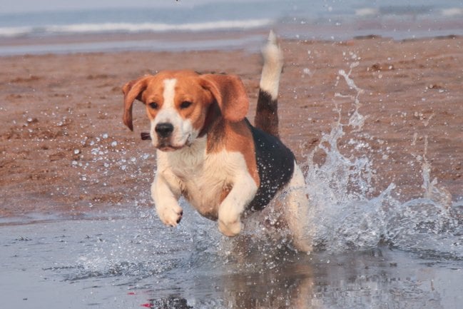 Beagle Dogs For Mating In Pune