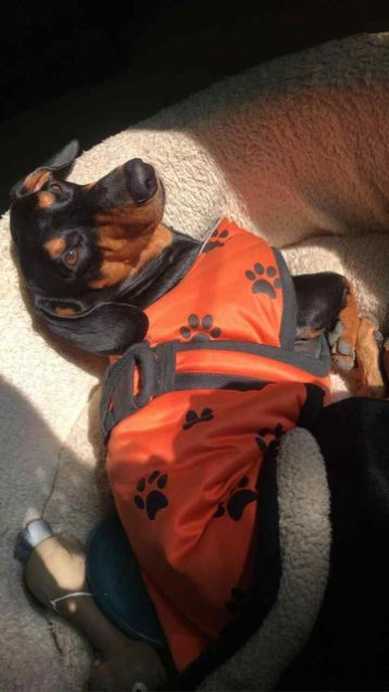 Dachshund Dogs For Mating In Gurgaon