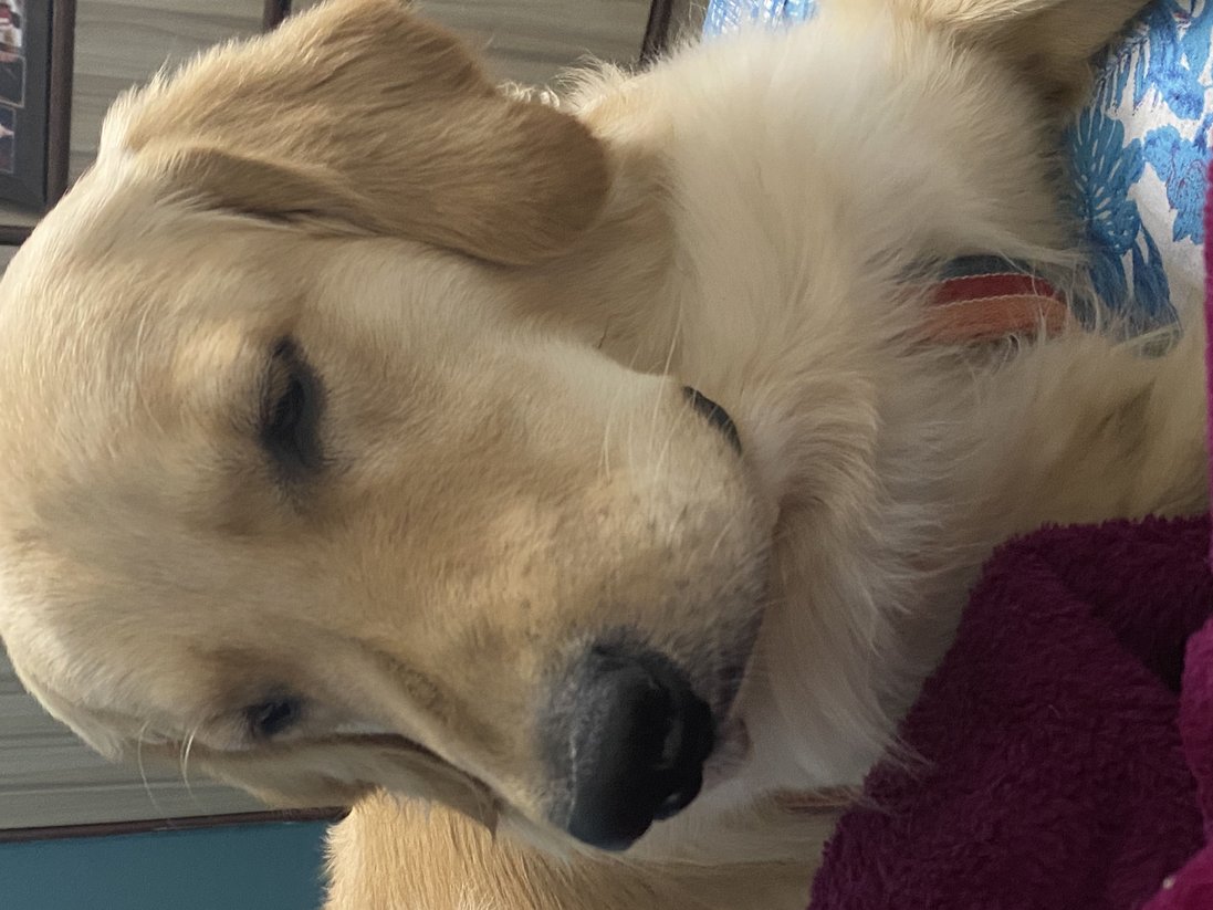 Golden Retriever Dogs For Mating In Sibsagar