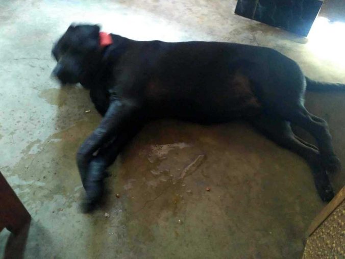 Labrador Retriever Dogs For Mating In Gangtok