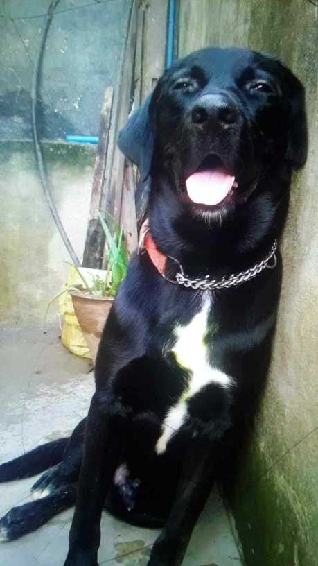 Labrador Retriever Dogs For Mating In Dehradun