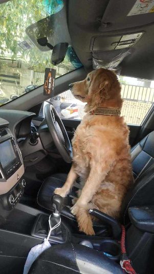 Golden Retriever Dogs For  Mating In Surat