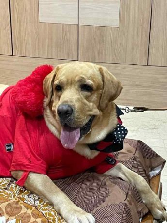 Labrador Retriever Dogs For Mating In Bhubaneswar