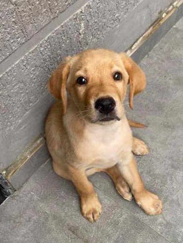 Labrador Retriever For Sale In Jaipur