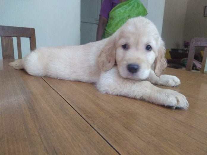 Golden Retriever For Sale In Jaipur