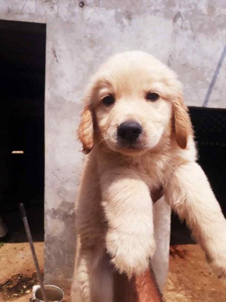 Golden Retriever For Sale In Jaipur