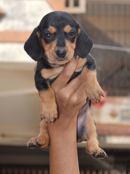 Dachshund For Sale In Mumbai