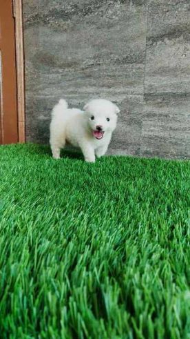 Pomeranian For Sale In Nanded