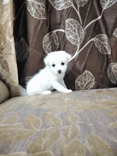 Pomeranian For Sale In Bhubaneswar