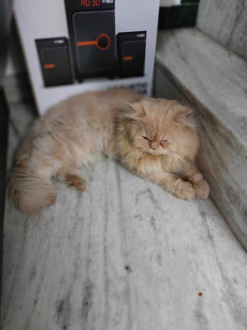 Persian Kittens for Sale Price in Chennai Mr n Mrs Pet