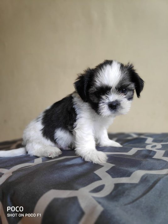 Shih Tzu For Sale In Mysore
