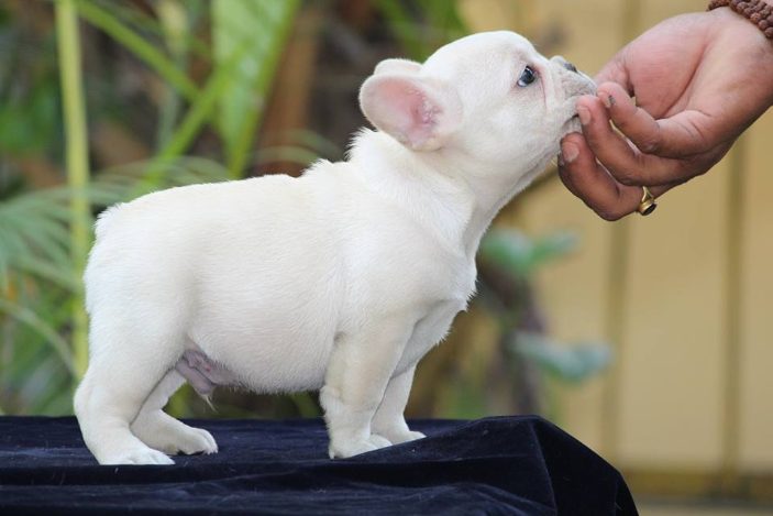 French Bulldog For Sale In Patna