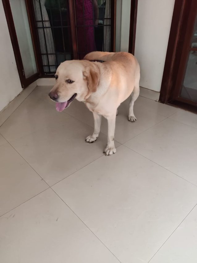 Labrador Retriever Dogs For Mating In Kollam