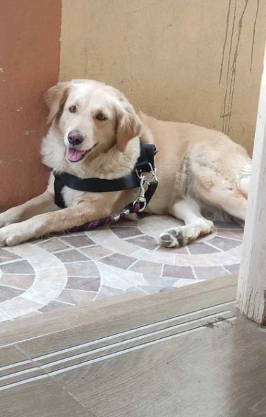 Golden Retriever Dogs For Mating In Vijayawada