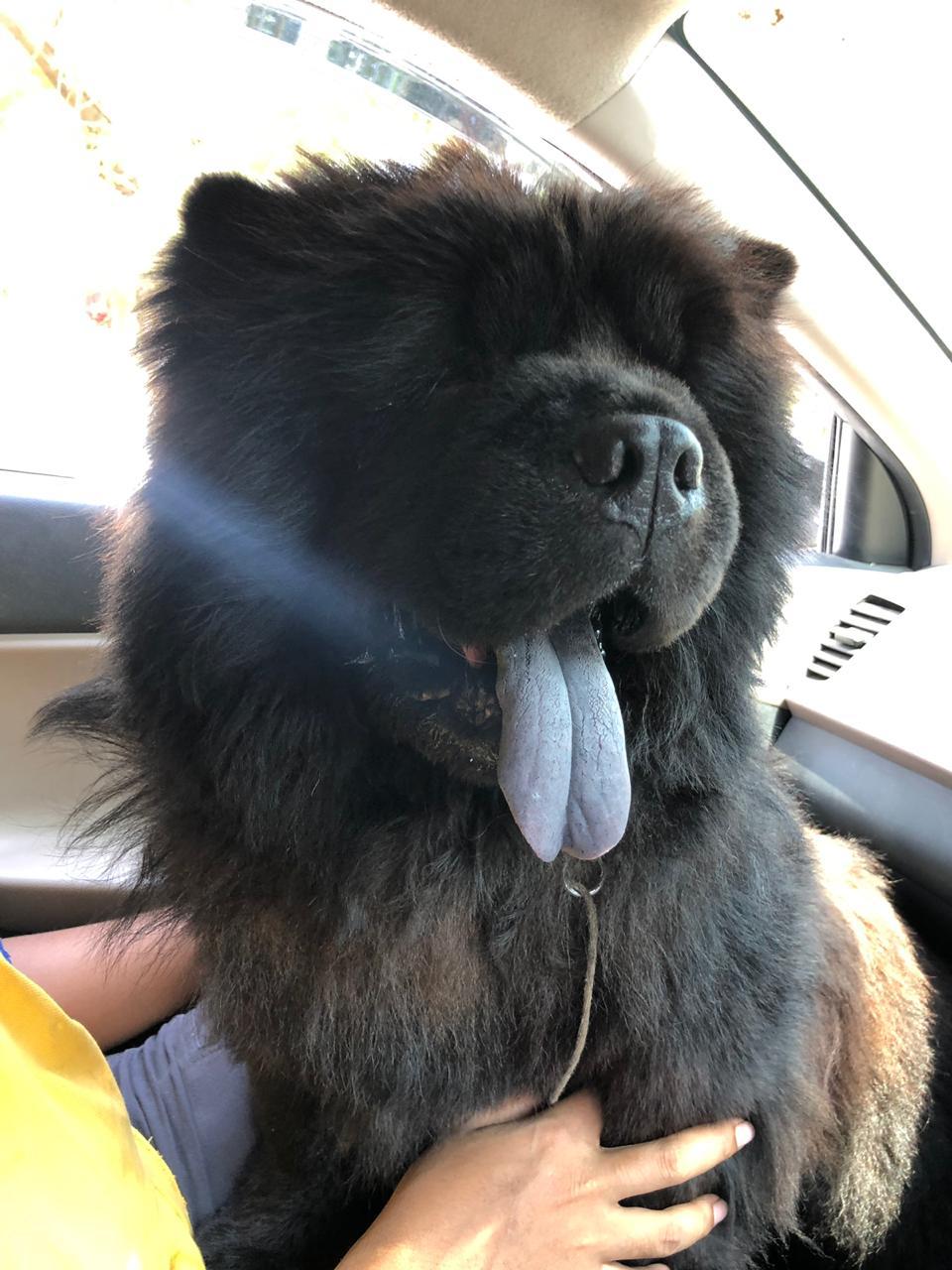 Chow Chow Dogs For Mating In Bangalore
