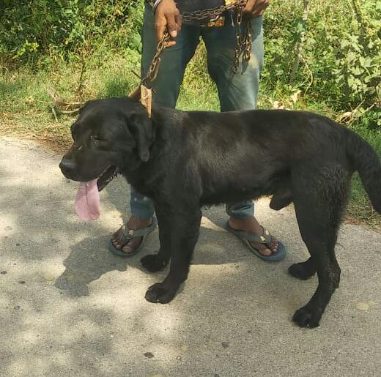 Labrador Retriever Dogs For Mating In Eluru