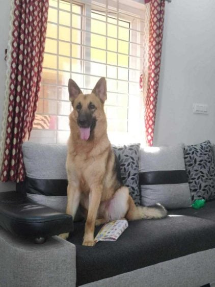 German Shepherd Dogs For Mating In Madurai