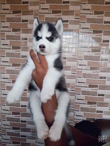 Mr n Mrs Pet