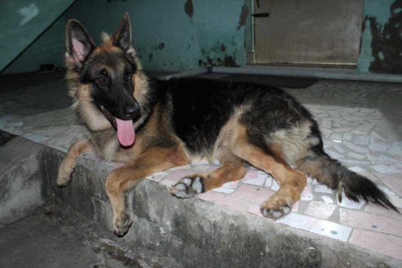 German Shepherd Dogs For Mating In Kanyakumari