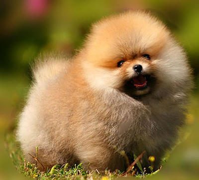 Toy Pomeranian For Sale In Chennai