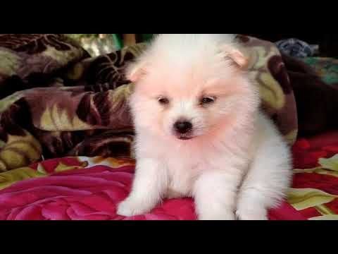 Culture Pomeranian For Sale In Jaipur