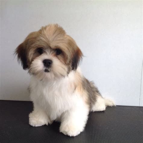 Lhasa Apso For Sale In Guwahati