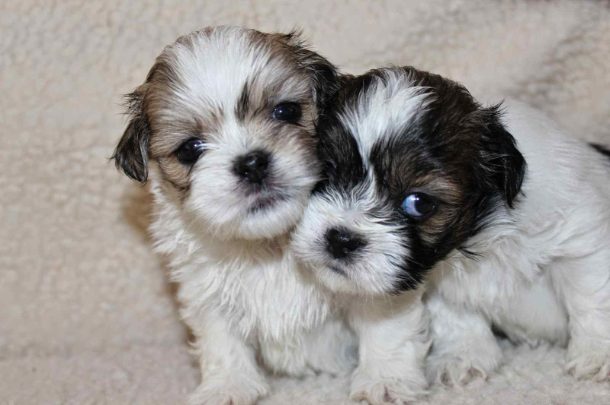 Lhasa Apso For Sale In Guwahati