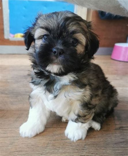 Lhasa Apso For Sale In Guwahati