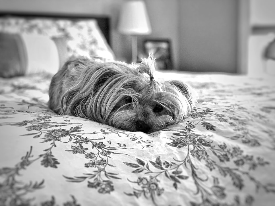 blog