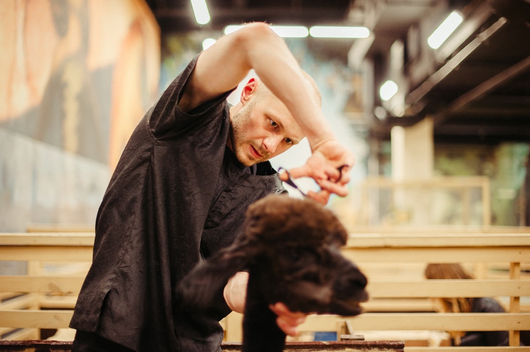 Importance of Dog Grooming – 5 Things That You Must Take Care of As a Dog Parent