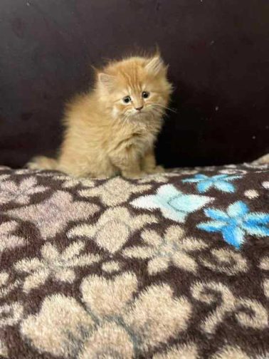 Persian Kittens for Sale Price in Thrissur Mr n Mrs Pet
