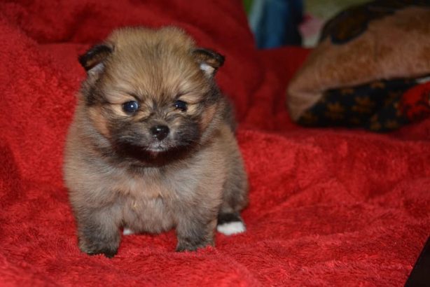 Toy Pomeranian For Sale In Raipur