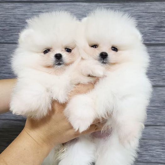 Mr n Mrs Pet