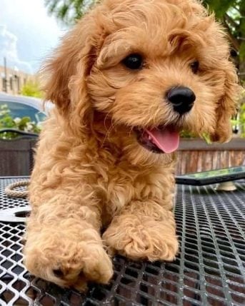 Poodle For Sale In Kolkata