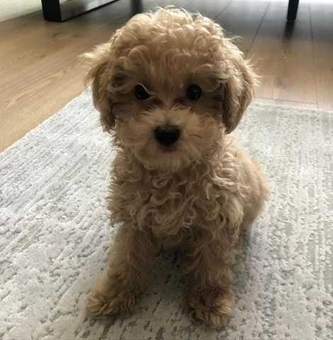 Poodle For Sale In Kolkata